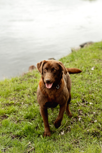 Platte River Kennels - Piper 